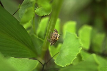 spider on leaf