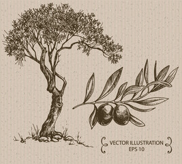 Olive tree. Hand drawn vector illustration