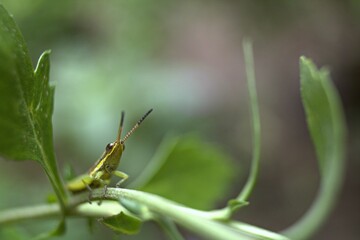grasshopper on a leaf