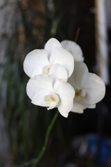 White Orchid on Dark Background - Image.