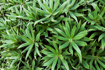 Beautiful background made with young green leaves. Bright juicy fresh green plants. Close up