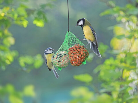 Titmouse on the bird feeder in the garden. Blue Tit (Cyanistes caeruleus), and Great tit (Parus major).