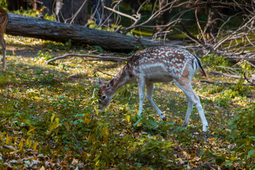 Deer in the park on a sunny autumn day.