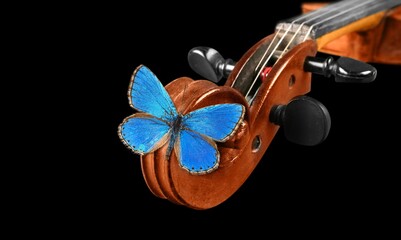 violin fretboard. melody concept. Colored butterfly on violin neck