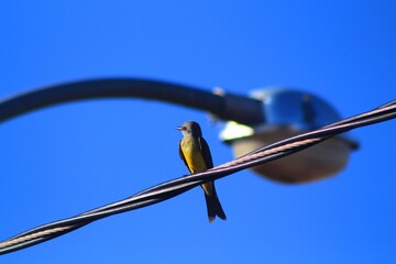Pássaro Suiriri, Brasília - DF, Brasil.  © Aline Leão