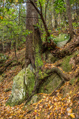 Tree growing on a boulder