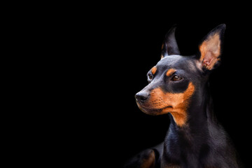 Fototapeta na wymiar Miniature Pinscher Dog Breed , pet 