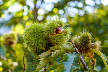 Open chestnut fruits on the chestnut tree in the autumn