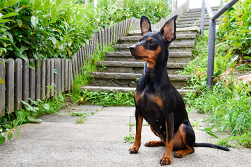 Miniature Pinscher Dog Breed , pet 