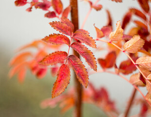 rowan branches in autumn on a blurry yellow background. AUTUMN BACKGROUND