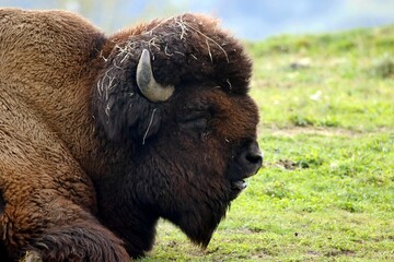 bison
