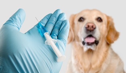 veterinarian in medical gloves giving an injection with a syringe to a dog,