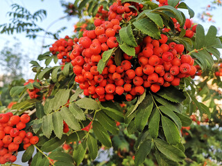 Beautiful branch of mountain ash with red berries.