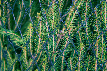 Background of green needles of a Christmas tree in a store grid, texture close up