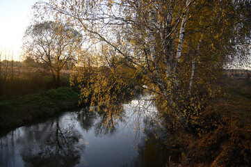 Fototapeta na wymiar Autumn. Birches at sunset by the river.