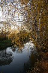Autumn. Birches at sunset by the river.