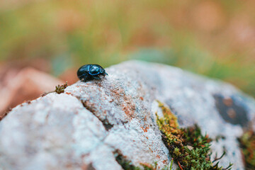 bug on a leaf