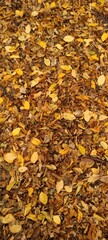 autumn leaves background