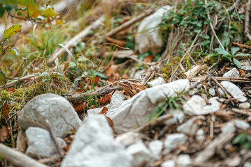 frog on the rock