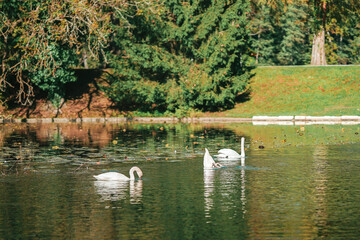 swan on the lake