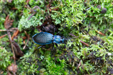 Ground-Beetle Carabus Chaetocarabus intricatus in close view