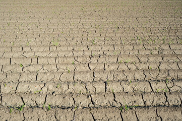 garlic growing in the field on symmetrical furrows