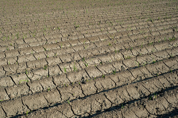 garlic growing in the field on symmetrical furrows