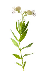 bladder campion plant with flowers