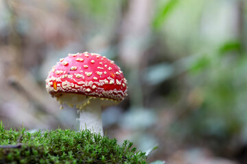 Mushroom Amanita in close view