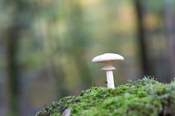 Mushroom Amanita in close view