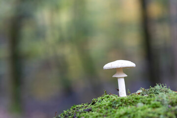 Mushroom Amanita in close view