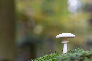Mushroom Amanita in close view