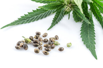 Cannabis plant raceme and cannabis seeds isolated on white background. Close up.