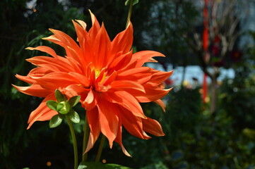 オレンジ色の花