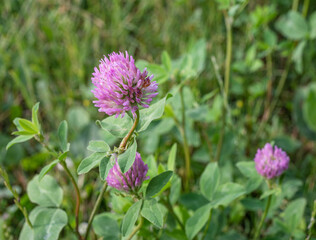 Blooming clover or trefoil plant. Nature background.