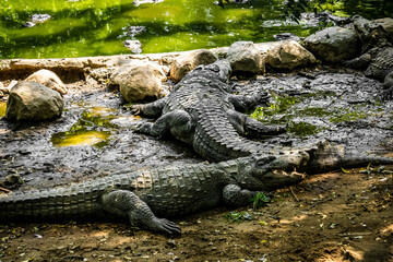 Mugger Or Marsh Crocodile Living At The Madras Crocodile Bank Trust and Centre for Herpetology, ECR Chennai, Tamilnadu, South India