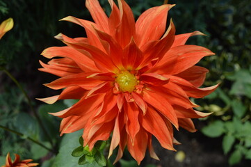 太陽みたいな花