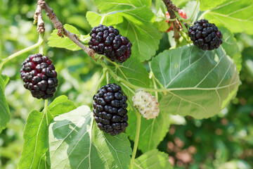 Ripe black mulberries fruits between green leaves on the tree.