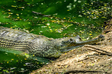 The gharial (Gavialis gangeticus), also known as the gavial or the fish-eating crocodile, Living At The Madras Crocodile Bank Trust and Centre for Herpetology, ECR Chennai, Tamilnadu, South India