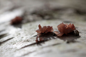 Jelly muhroom Ascocoryne sarcoides in close view