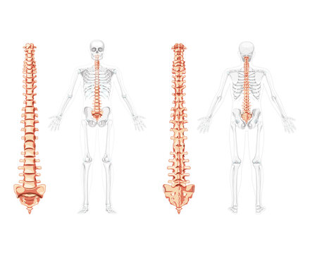 Human vertebral column in front, back with skeleton position, spinal cord, cervical, thoracic and lumbar spine, sacrum and coccyx. Vector flat natural colours, realistic isolated illustration anatomy 
