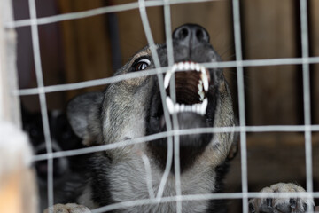A very angry barking dog sitting in a cage. A vicious and aggressive mongrel rushes into the cell through the bent grating.
