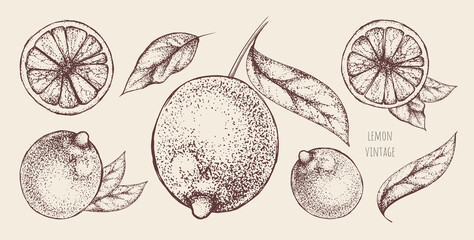 Vector set of vintage hand-drawn lemons or limes on a brown background. Whole citrus fruits with stem, leaves and several slices. Decorative elements for the design of banners, organic juice packages.