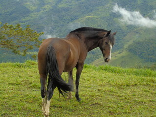 caballo café con mancha blanca en el rostro 