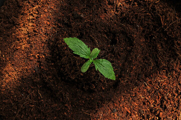 Cannabis sprout close-up, top view. Fresh young hemp sprig grows in coconut soil, flat lay. Micro growing concept.