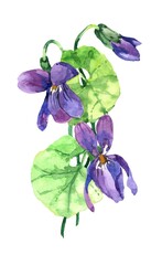 Purple violet flowers branch with leaves watercolor on white background illustration for all prints.