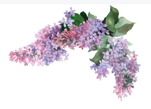 Purple lilac branch watercolor isolated on white background illustration for all prints.