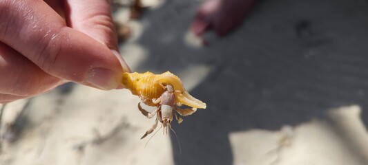 Orangene Krabbe am Strand - Strandtiere - lustige Krustentiere 