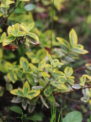 Delicate green leaves with raindrops