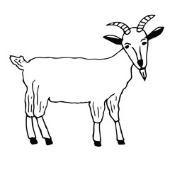 Goat vector illustration, hand drawing doodle